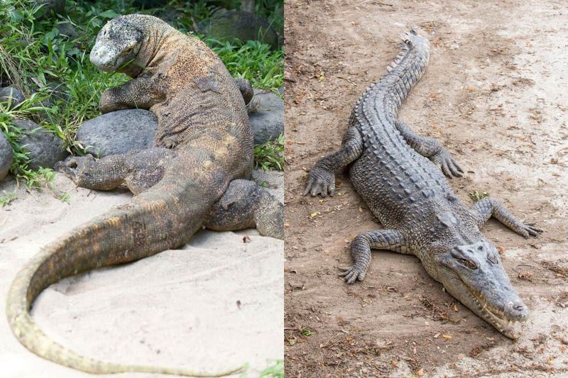 Venomous Bite