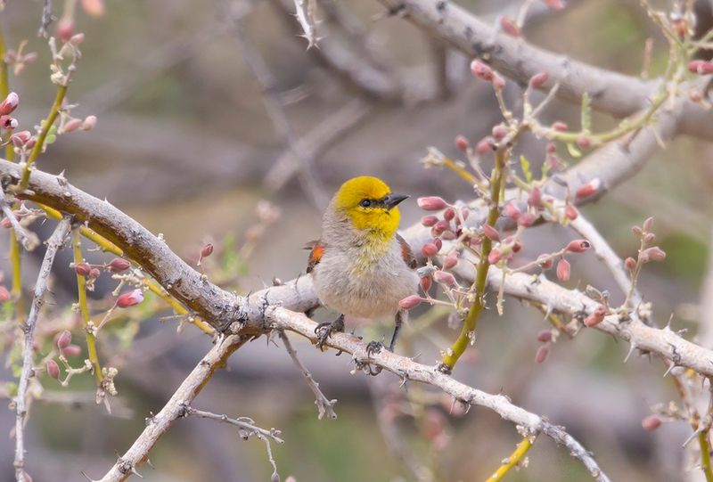 Verdin