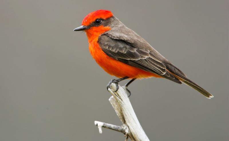 Vermilion Flycatcher
