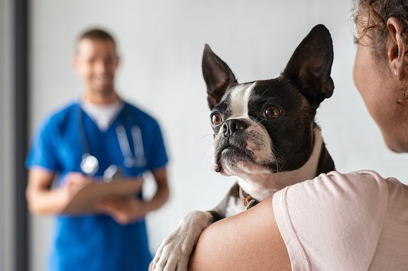 Vet Visits and Health Concerns