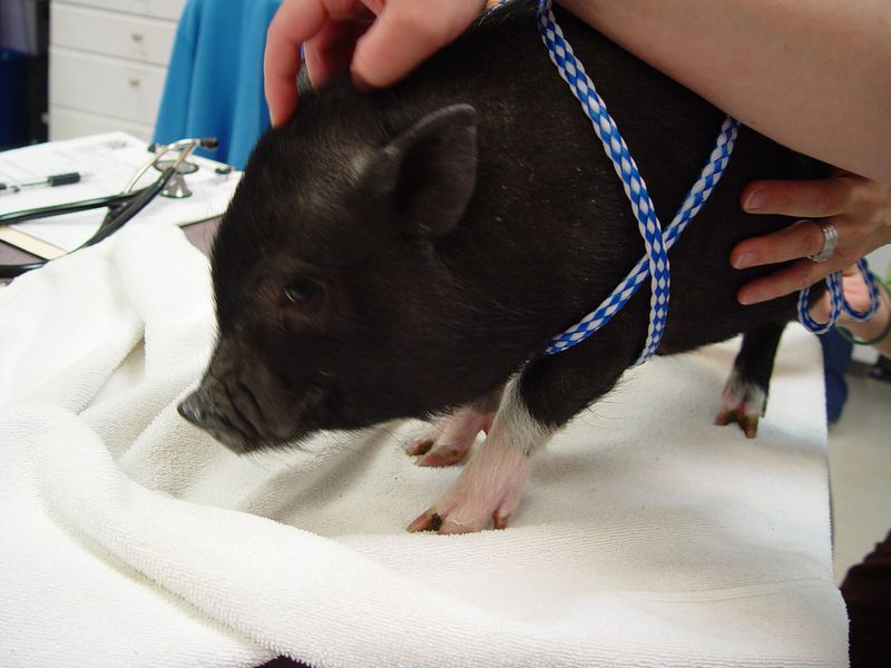 Veterinary Care