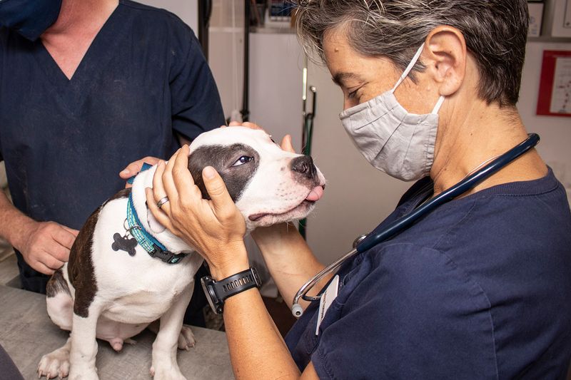 Veterinary Care Importance