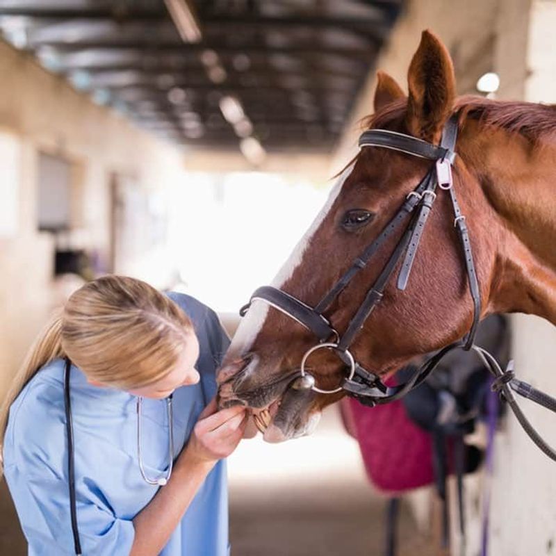 Veterinary Care