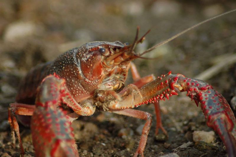 Vibrant Crawfish Population