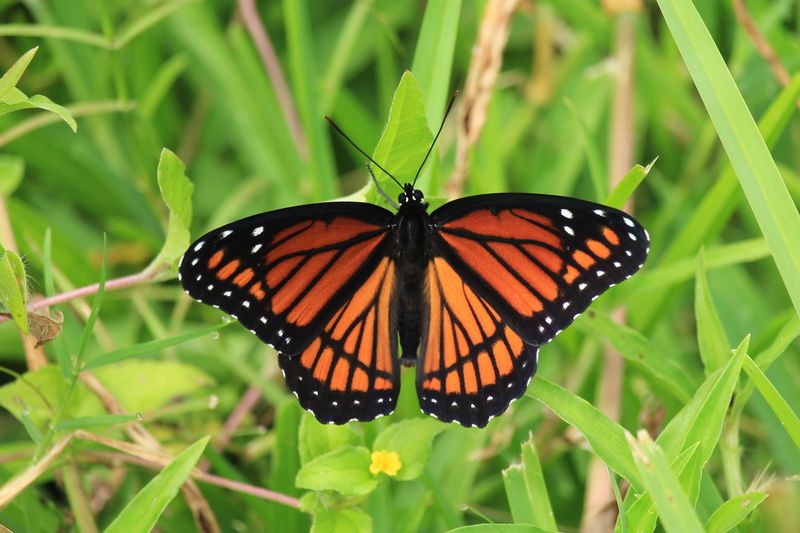 Viceroy Butterfly