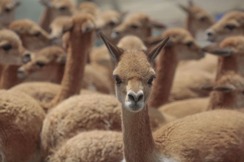 Vicuna