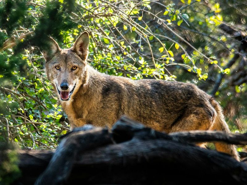 Vigilant Watchfulness