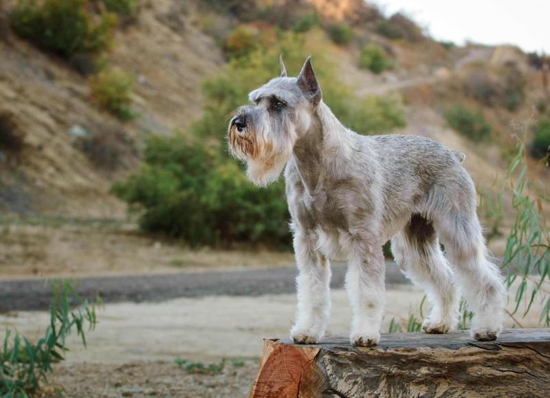 Vigilant and Fearless Nature