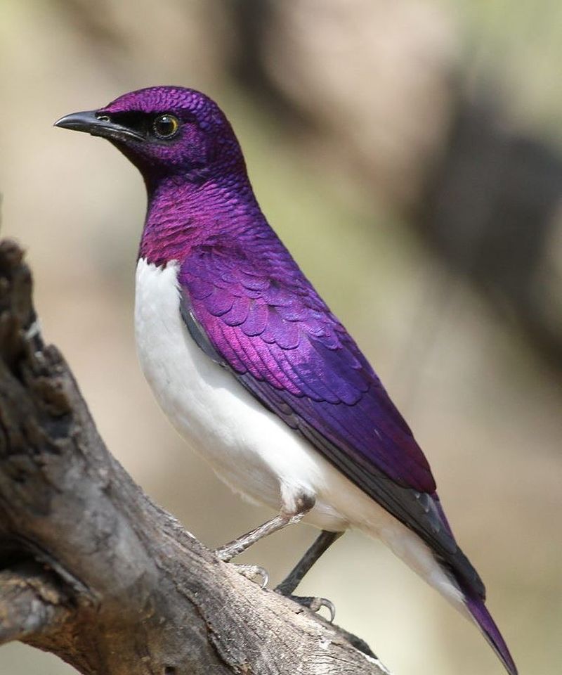 Violet-Backed Starling