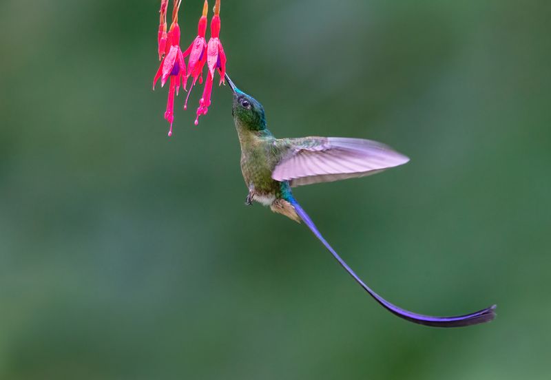 Violet-tailed Sylph