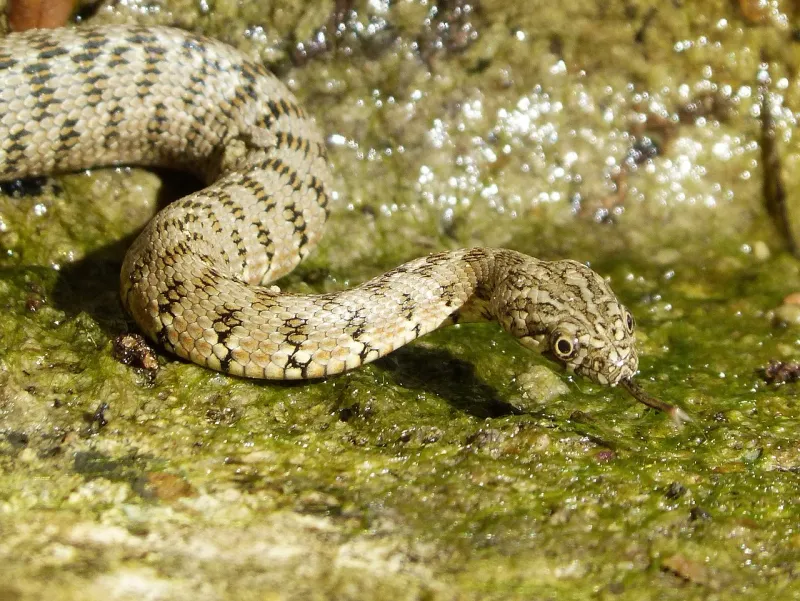 Viperine Snake