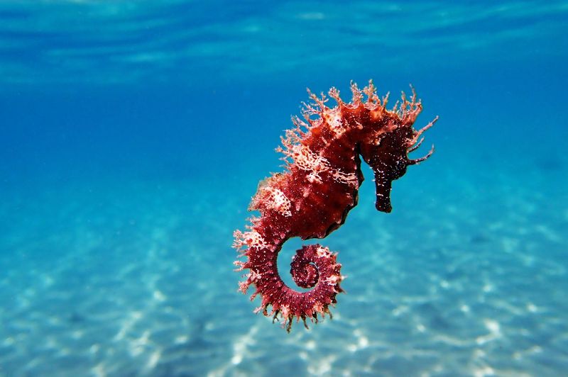 Virgo - Seahorse