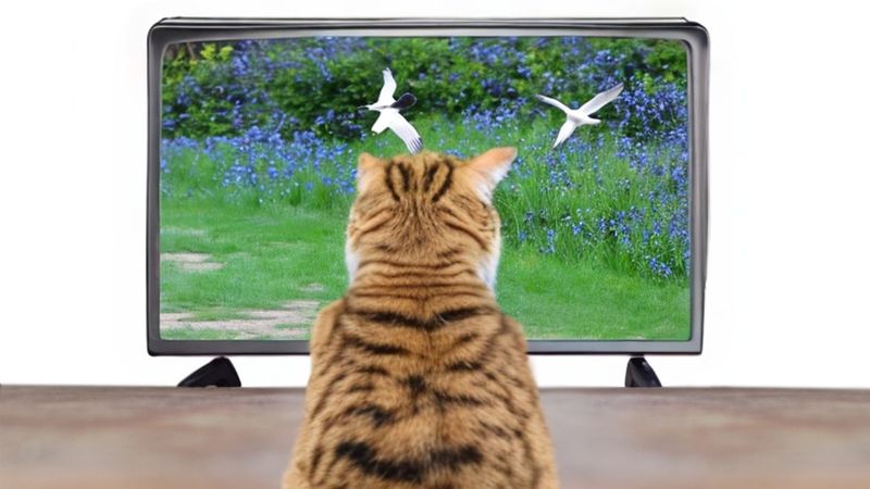 Visual Engagement with Bird Videos