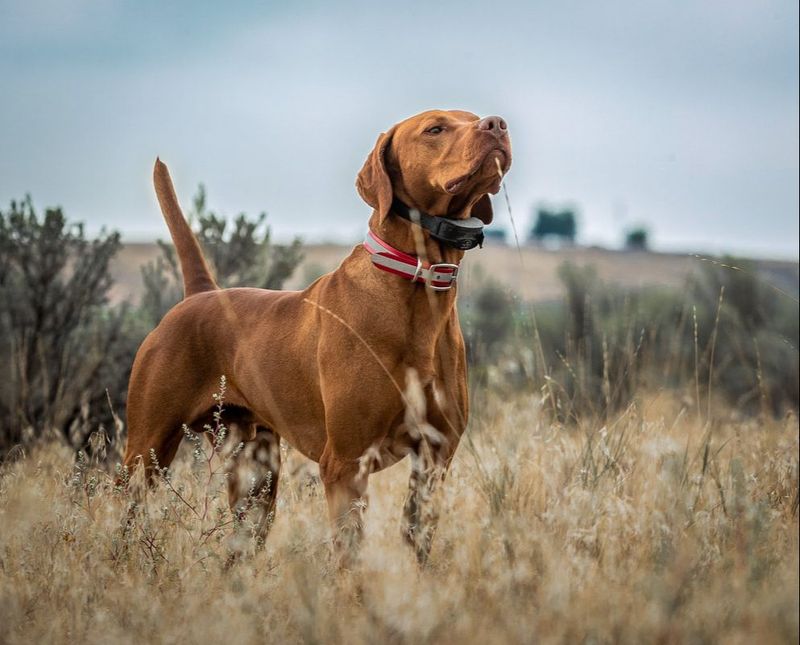 Vizsla