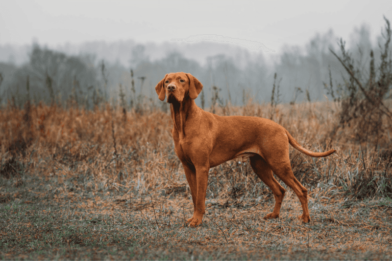 Vizsla