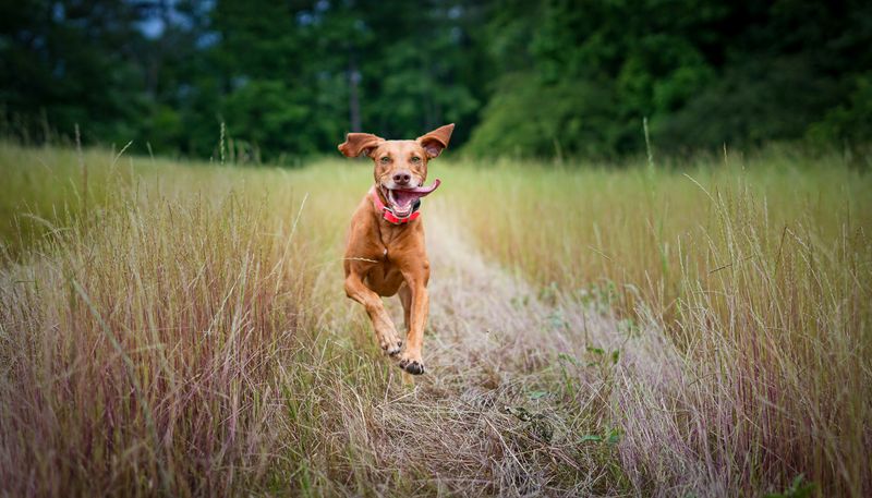 Vizsla