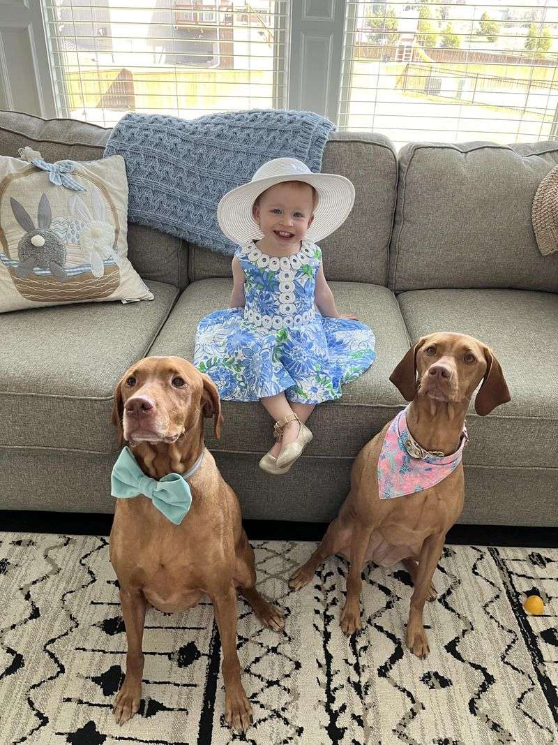 Vizsla