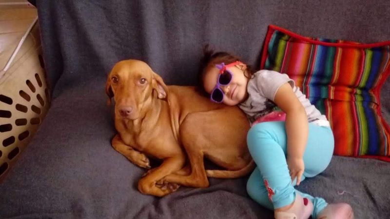 Vizsla