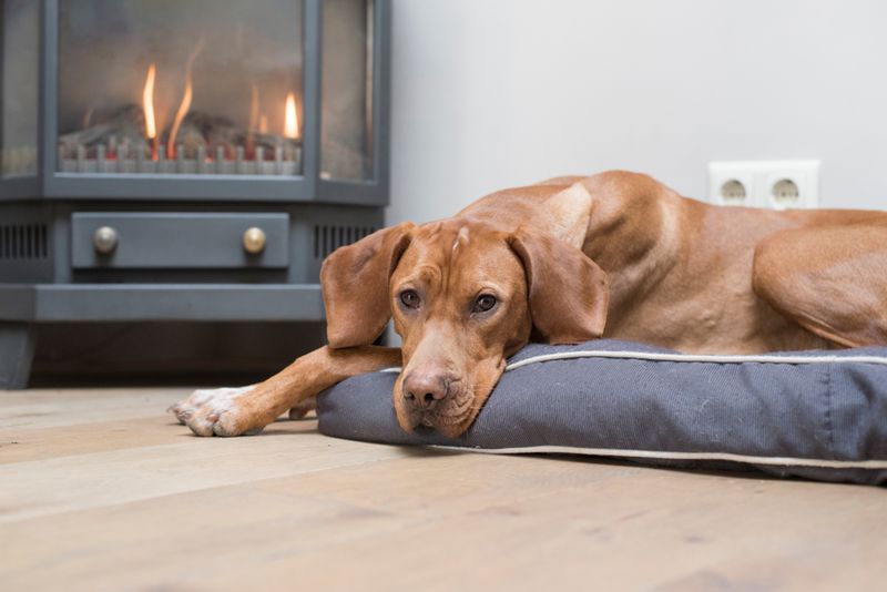 Vizsla