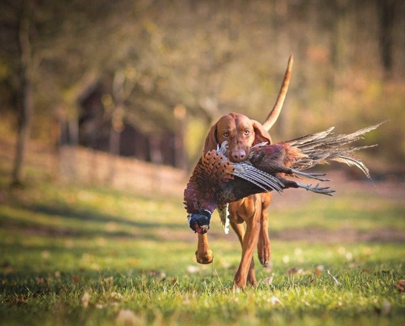 Vizsla