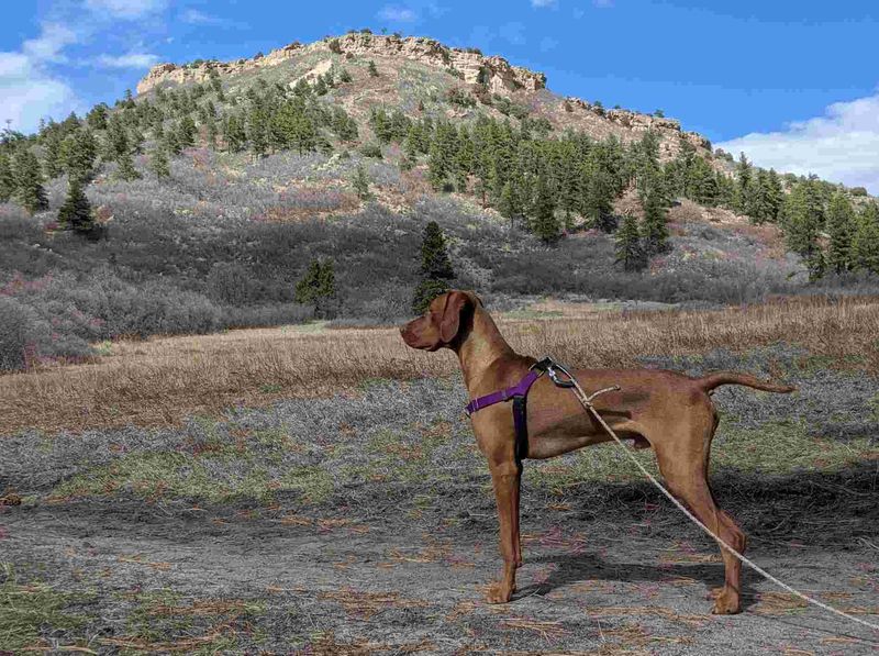 Vizsla