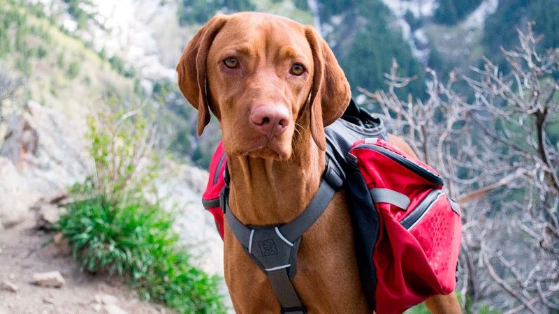 Vizsla