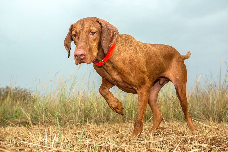 Vizsla