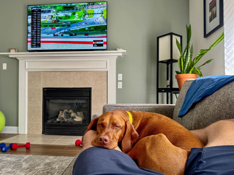 Vizsla