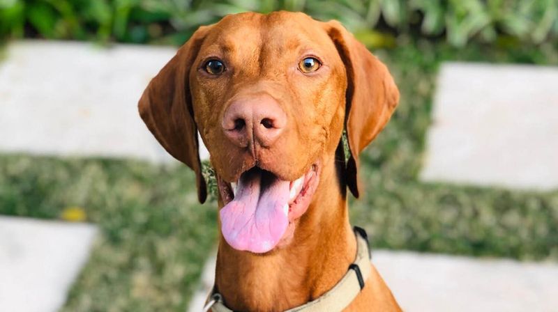 Vizsla