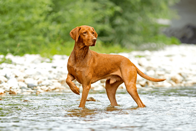 Vizsla