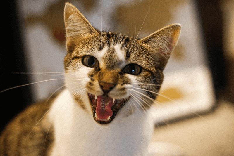 Vocal Communication