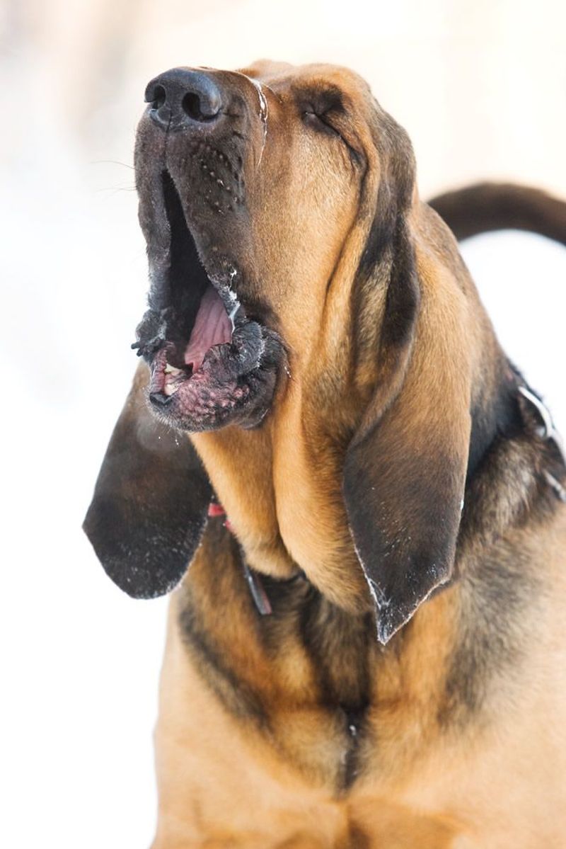 Vocalization