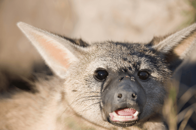 Vocalization Patterns