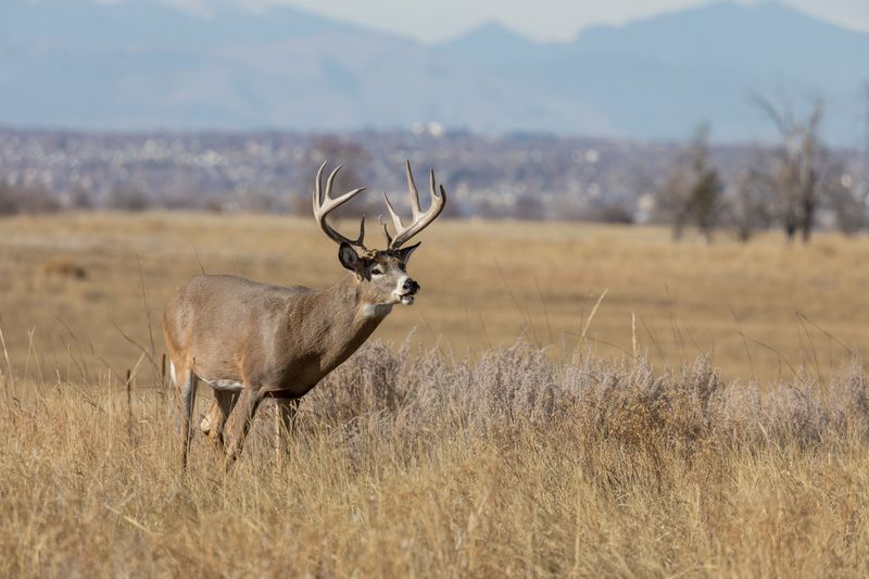 Vocalization Variety
