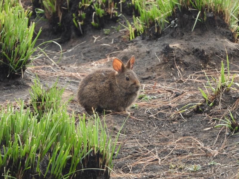 Volcano Rabbit