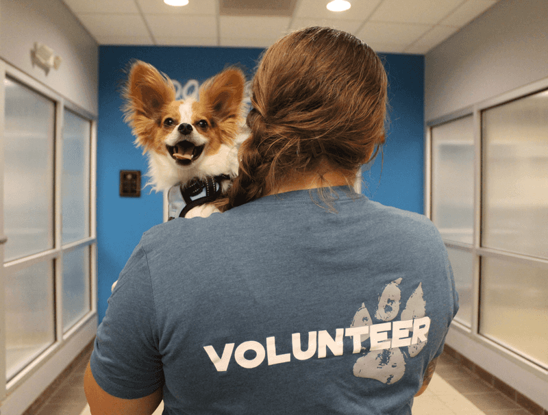 Volunteer Contributions