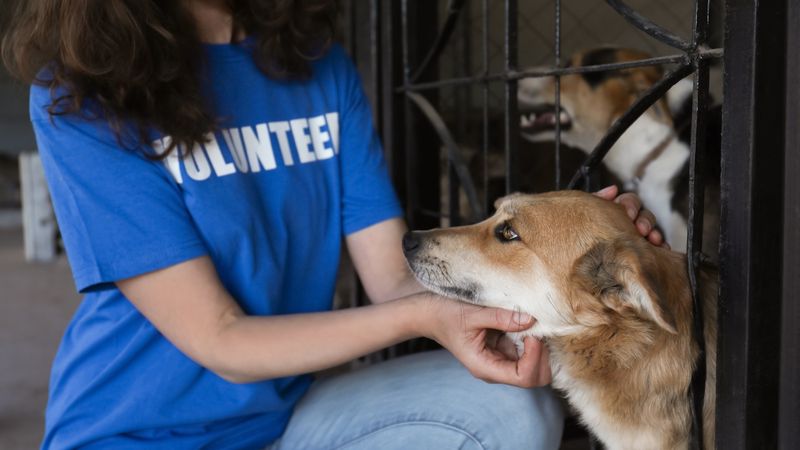 Volunteer at an Animal Shelter