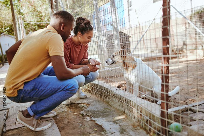 Volunteering at Animal Shelters