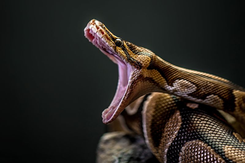 Voracious Appetite