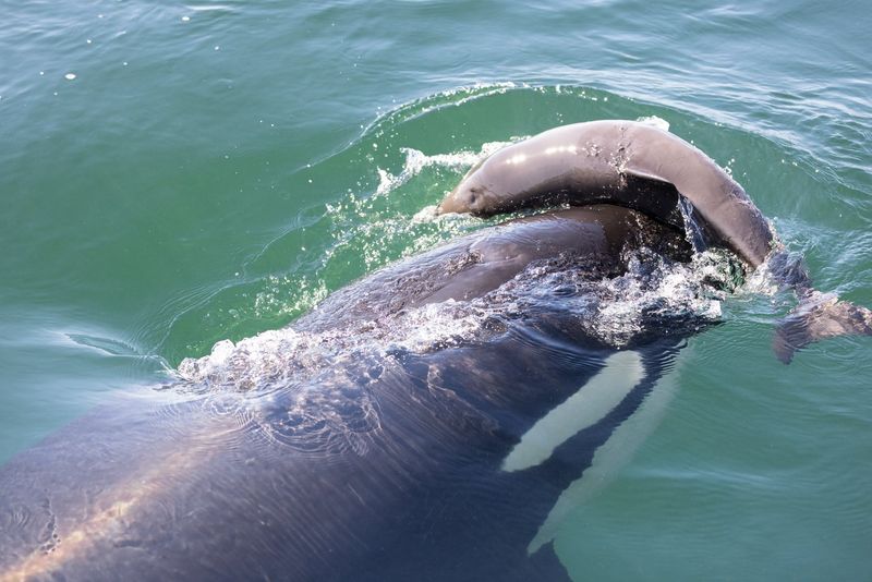 Voracious Eater