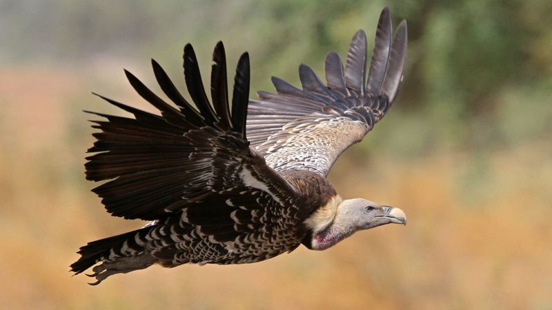 Vultures Descend