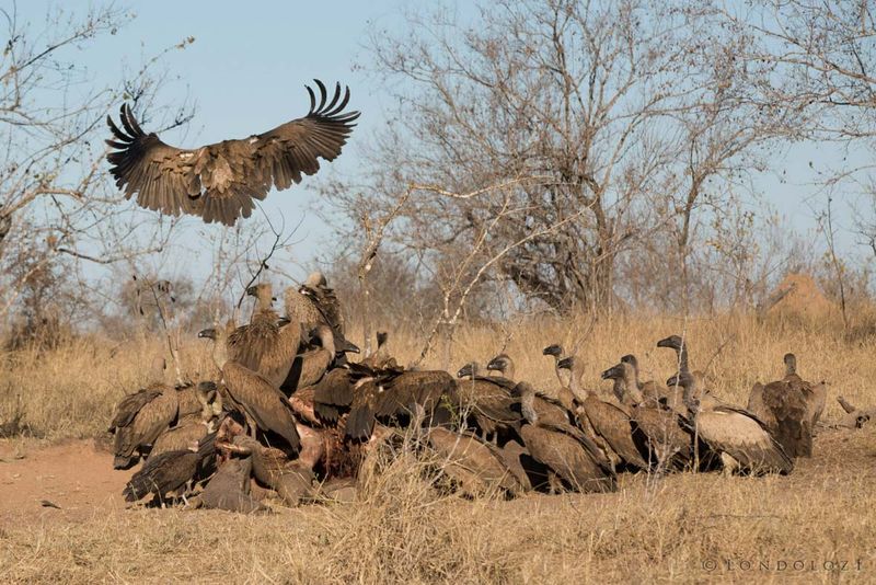 Vultures Descend