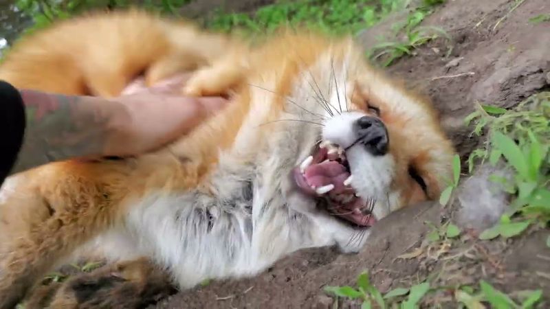 Wagging Tails in Foxes