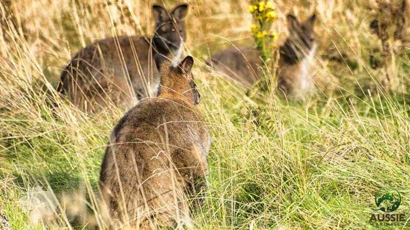 Wallabies