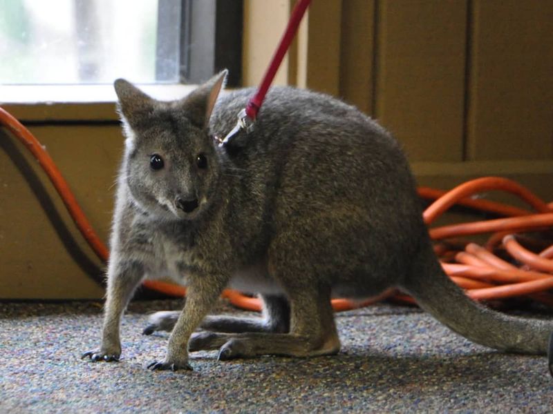 Wallaby