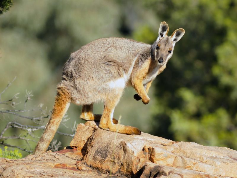 Wallaby