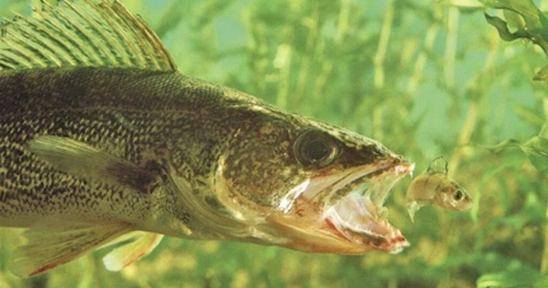Walleye
