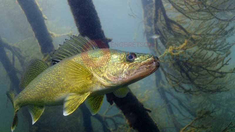 Walleye