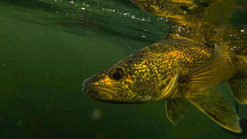 Walleye