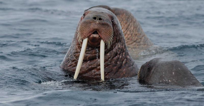 Walrus